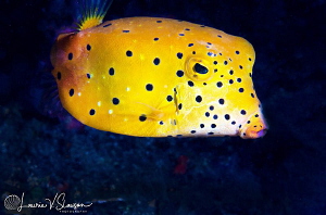 Yellow Boxfish/Photographed with a Canon 60 mm macro lens... by Laurie Slawson 